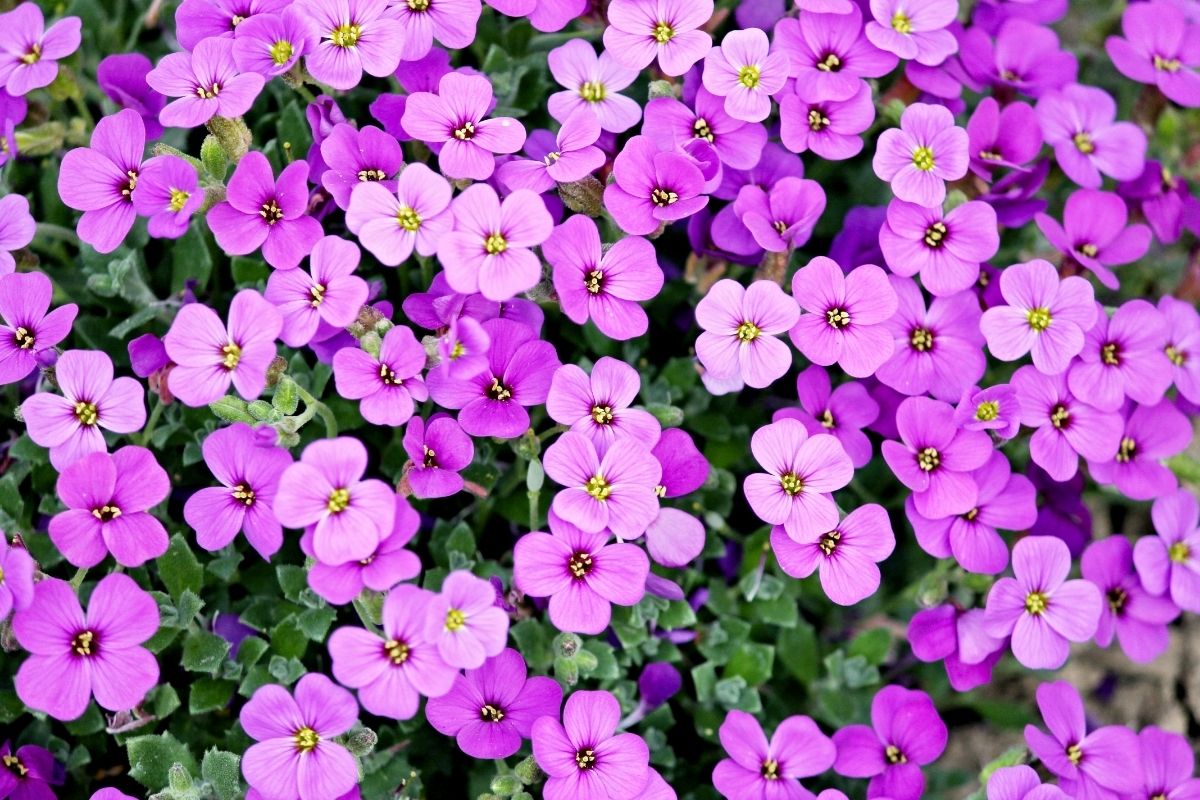 Que tal aprender como cuidar de violetas? Confira um guia completo com dicas para manter suas plantinhas sempre saudáveis - Reprodução: Canva