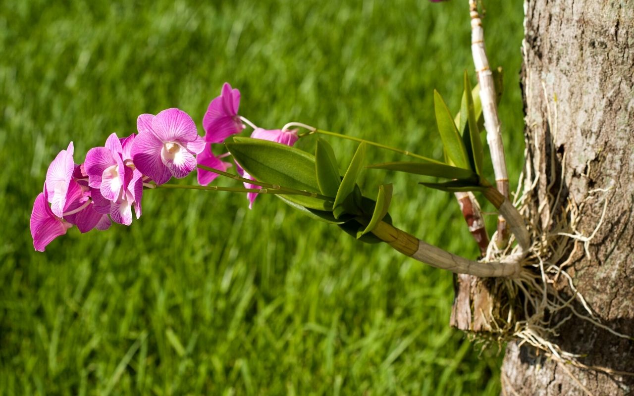 como plantar orquídeas no tronco-Foto: Canva Pro