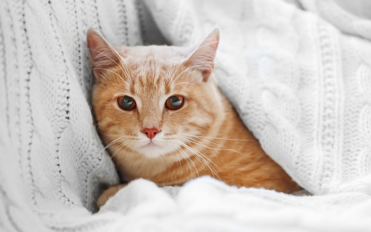 gato sente frio no inverno-Foto: Canva Pro