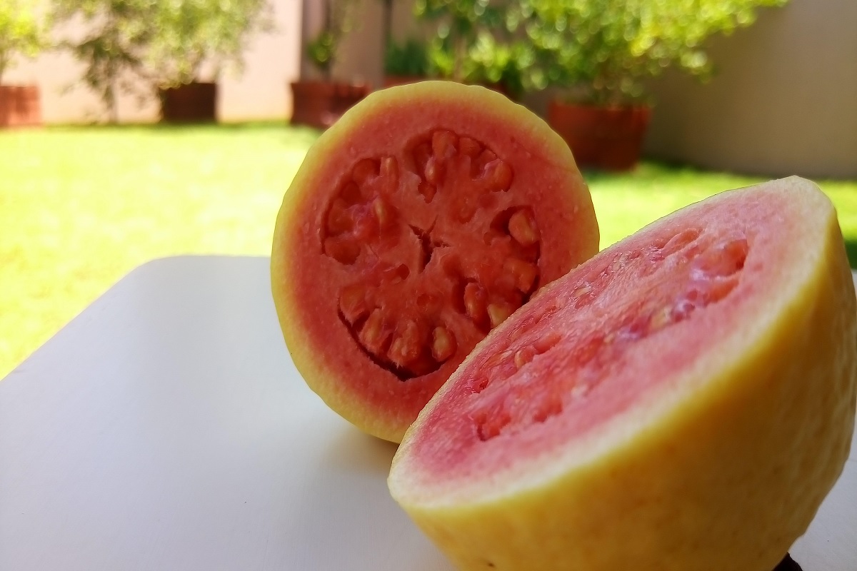 Benefícios da goiaba vermelha: veja como essa fruta ajuda na saúde - Pixabay