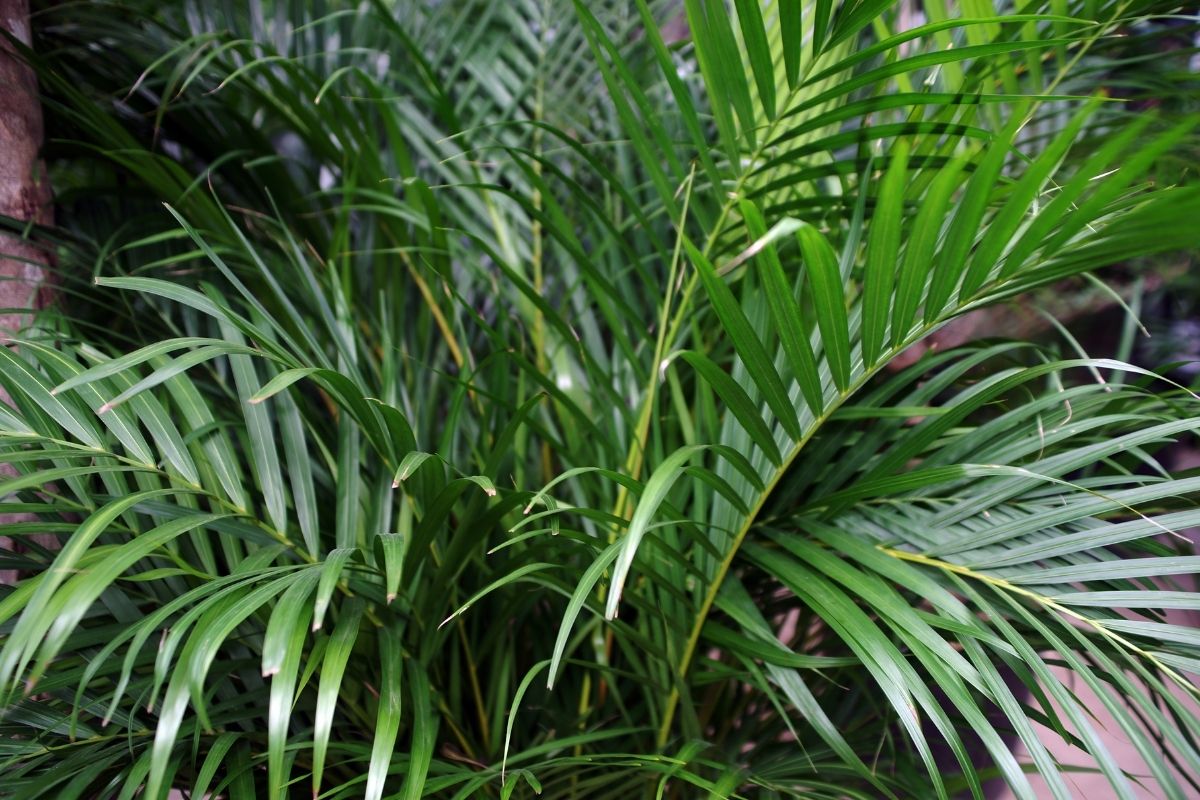 Areca bambu - Reprodução Canva