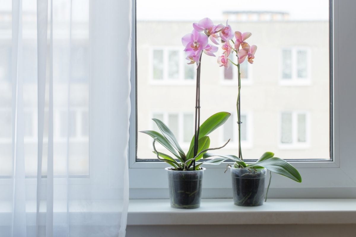 Orquídeas - Reprodução Canva