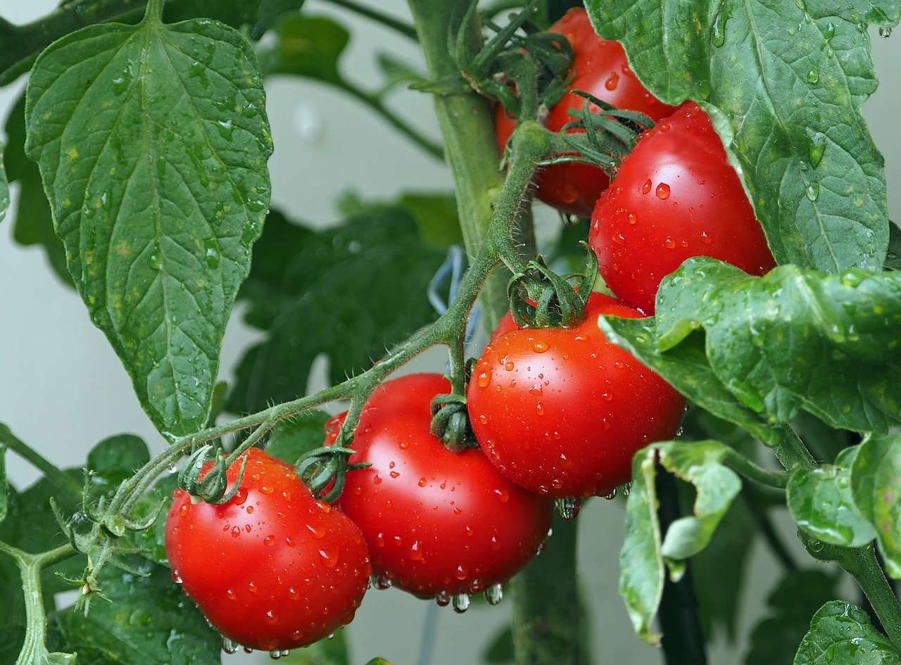 Urgente: saiba hoje mesmo os benefícios e nutrientes do tomate! - Imagem por Pixabay