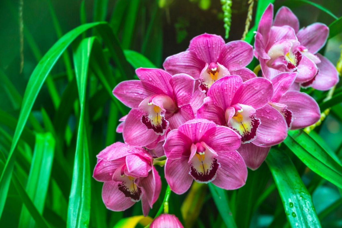 Adubo caseiro para orquídeas florir os melhores fertilizantes naturais para sua plantinha ficar linda (Reprodução Canva Pro)