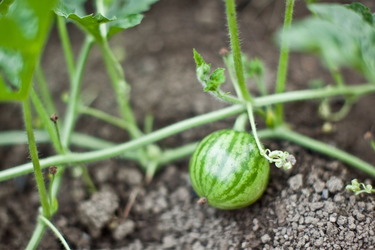 Aprenda Como Plantar Melancia Passo A Passo Para Colher Essa Fruta Bem Docinha E Saborosa 4171