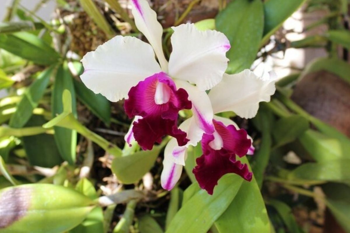 Como plantar orquídeas na árvore - Reprodução do Canva