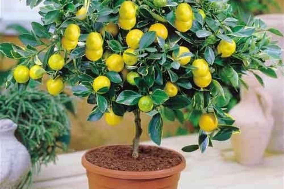 Como plantar pé de limão em vasos - Reprodução do Canva