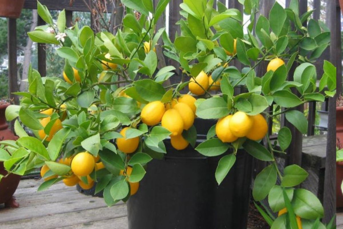 Como plantar pé de limão em vasos - Reprodução do Canva 