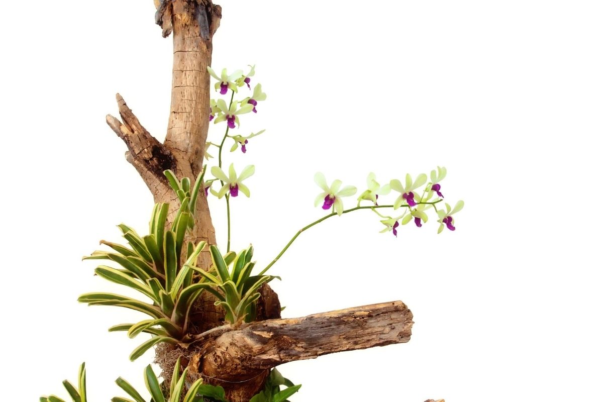 Ganhei uma orquídea, como cuidar Dicas para você que embarcou nessa jornada que é cultivar uma plantinha (Reprodução Canva Pro)