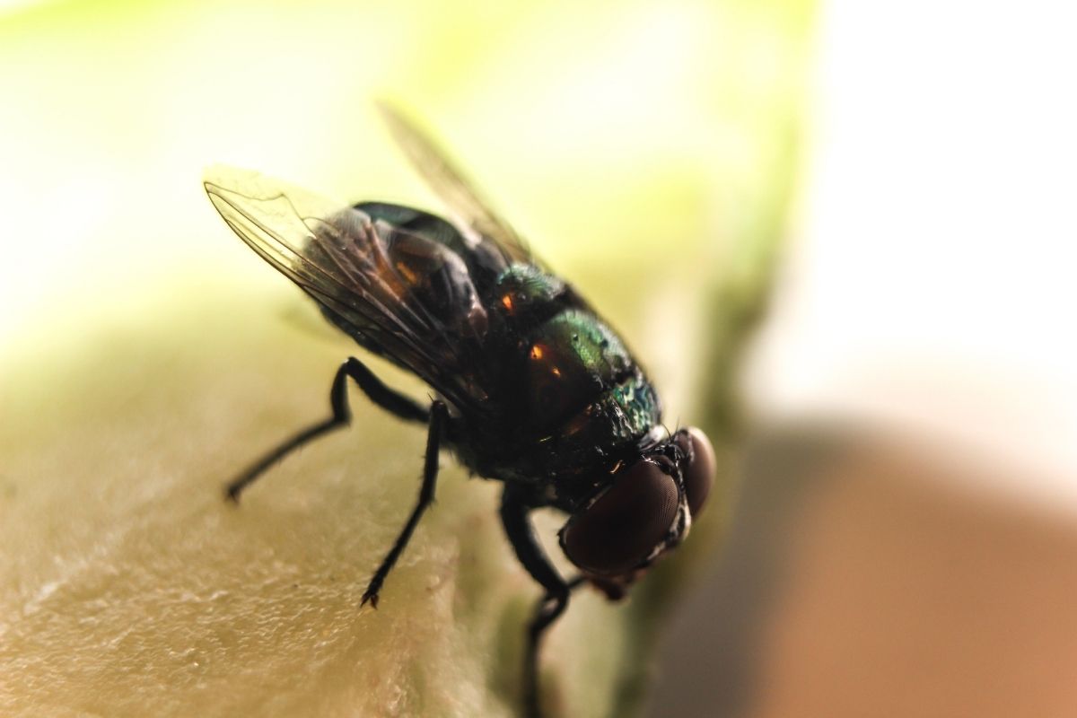 Repelente natural para moscas - Reprodução Canva