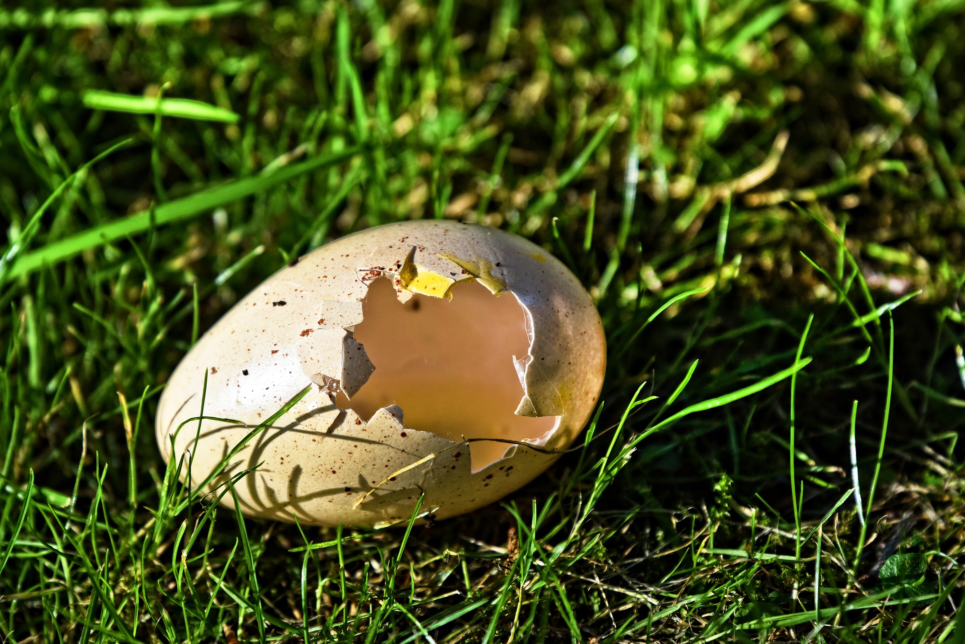 Adubo caseiro com cascas de ovo: aprenda fazer em casa esse fertilizante natural para suas plantas ficarem lindas - Pixabay