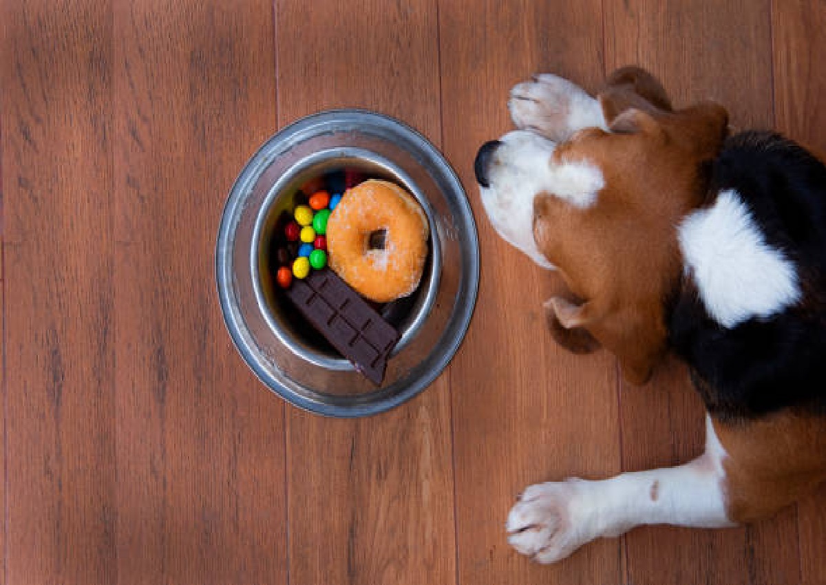 Saiba alguns alimentos que seu cachorro não pode comer, entenda os motivos (Foto: iStock)