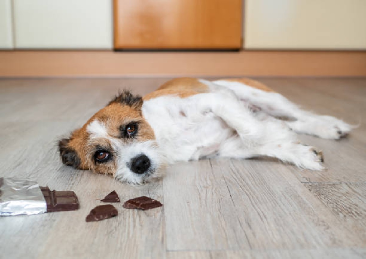 Saiba alguns alimentos que seu cachorro não pode comer, entenda os motivos (Foto: iStock)