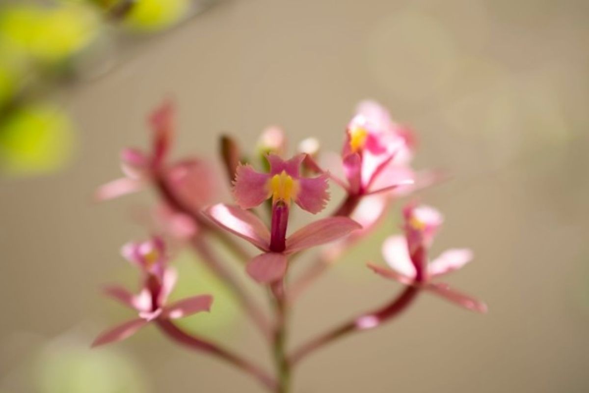 como cuidar de mini orquídeas