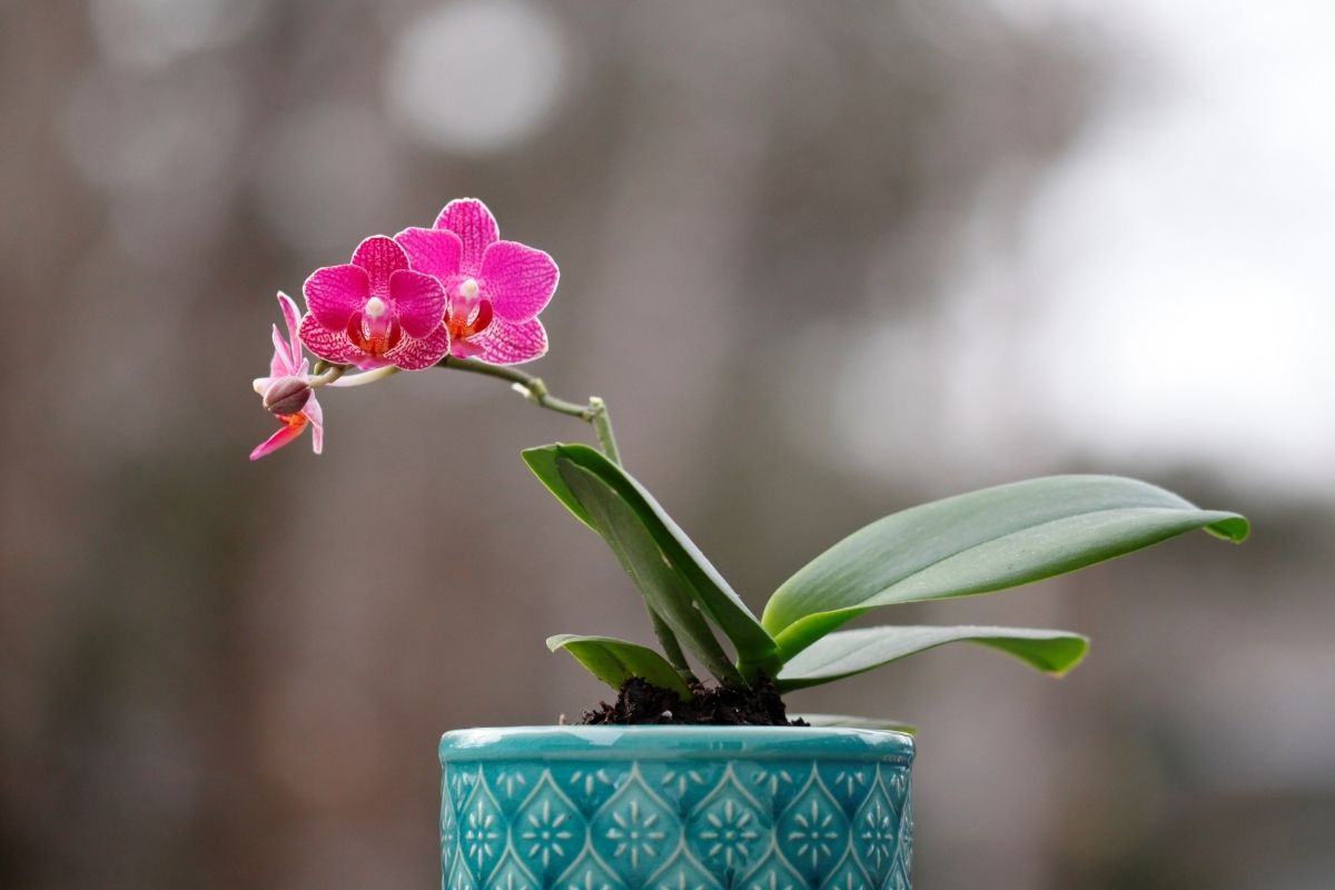 como cuidar de mini orquídeas