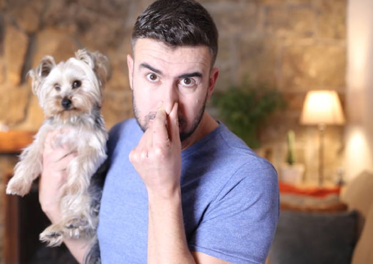 Aprenda a eliminar rápidamente los olores de perro de su hogar