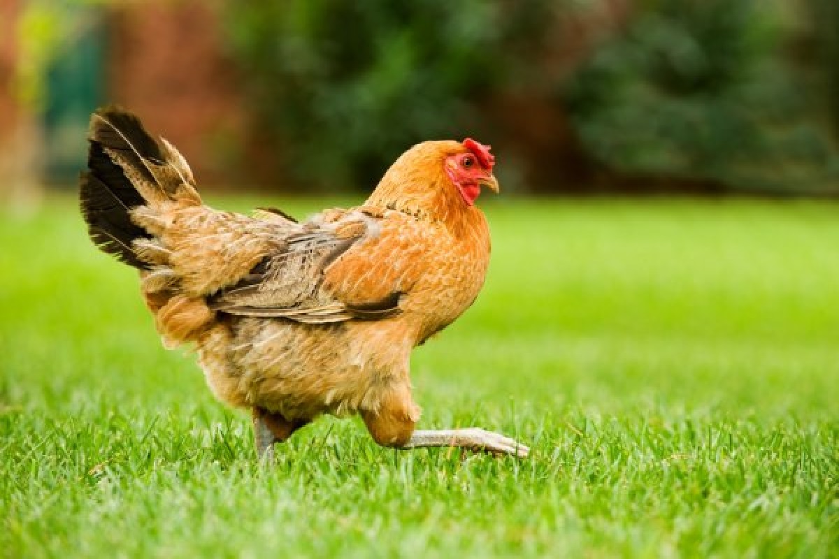 Como criar galinha caipira no quintal: saiba agora como cuidar e ainda ter uma renda extra (Foto: iStock)