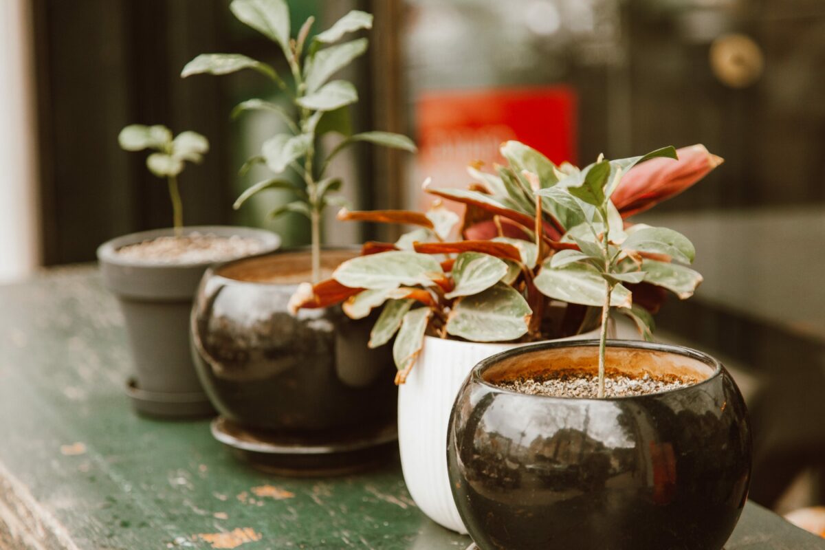 Veja como cuidar de pimenta em vaso: dicas infalíveis para cuidar bem de suas plantas - Imagem por Pexels