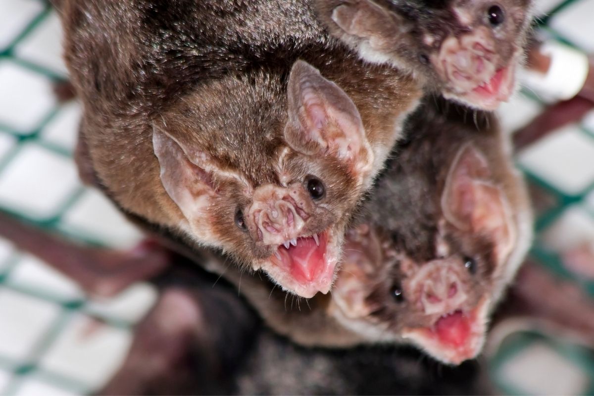Como acabar com morcegos no forro do telhado Dicas para se livrar definitivamente desses mamíferos (Reprodução Canva Pro)