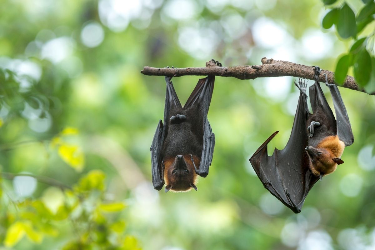 Como acabar com morcegos no forro do telhado Dicas para se livrar definitivamente desses mamíferos (Reprodução Canva Pro)