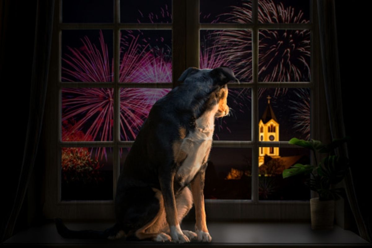 Como acalmar o cachorro na hora dos fogos do Ano Novo Truques fáceis para proteger o pet (Reprodução Pixabay)