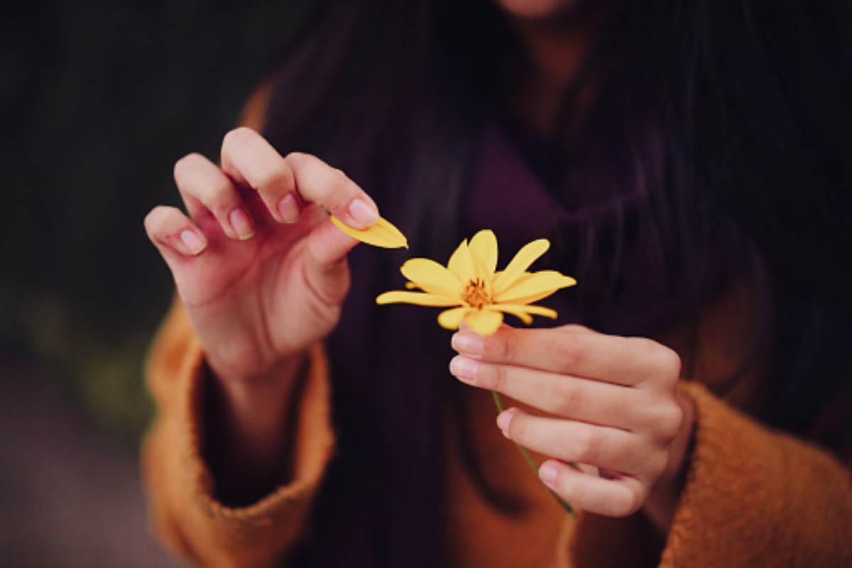 Como cultivar-flor-da-fortuna deixe a sua casa mais florida e aconchegante com essa linda flor (Reprodução Pixabay)