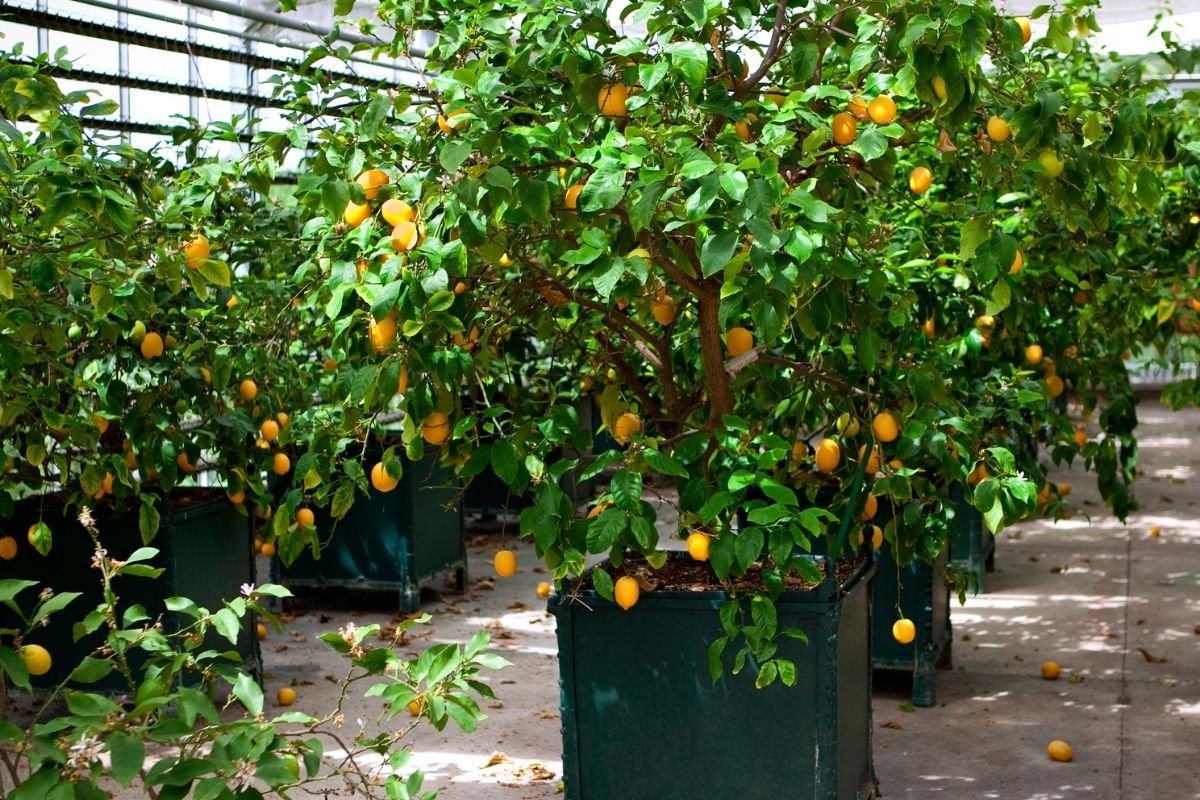 Como plantar pé de limão em vaso a partir da semente passo a passo para cultivar na varanda de casa (Reprodução Canva Pro)