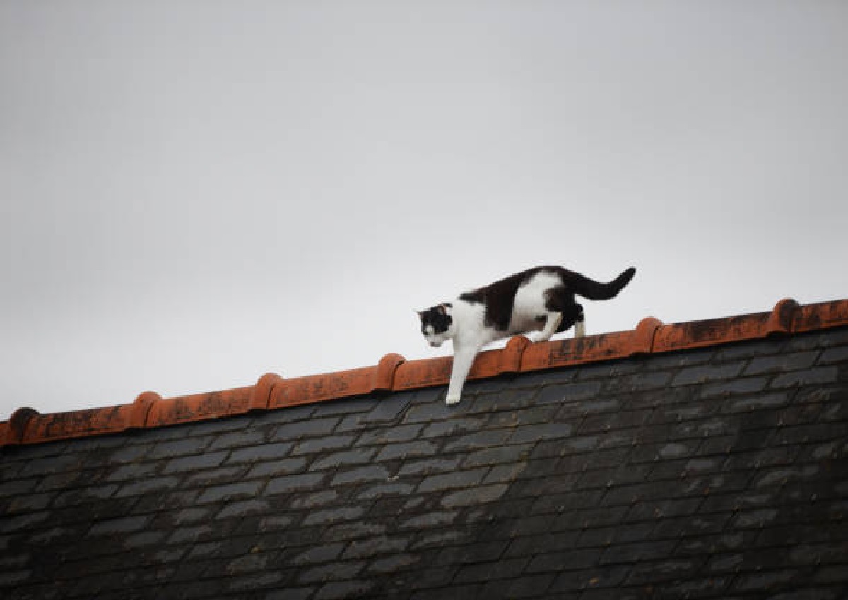 Como afastar gatos de cima do telhado: dicas para acabar com a festa desses animais com cuidado (Foto: iStock)