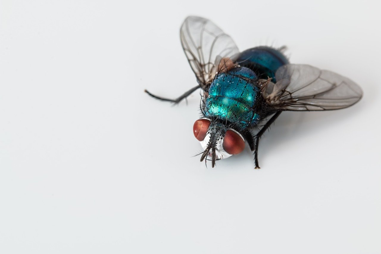 Saiba como espantar moscas varejeiras na cozinha e acabar de vez com essa dor de cabeça