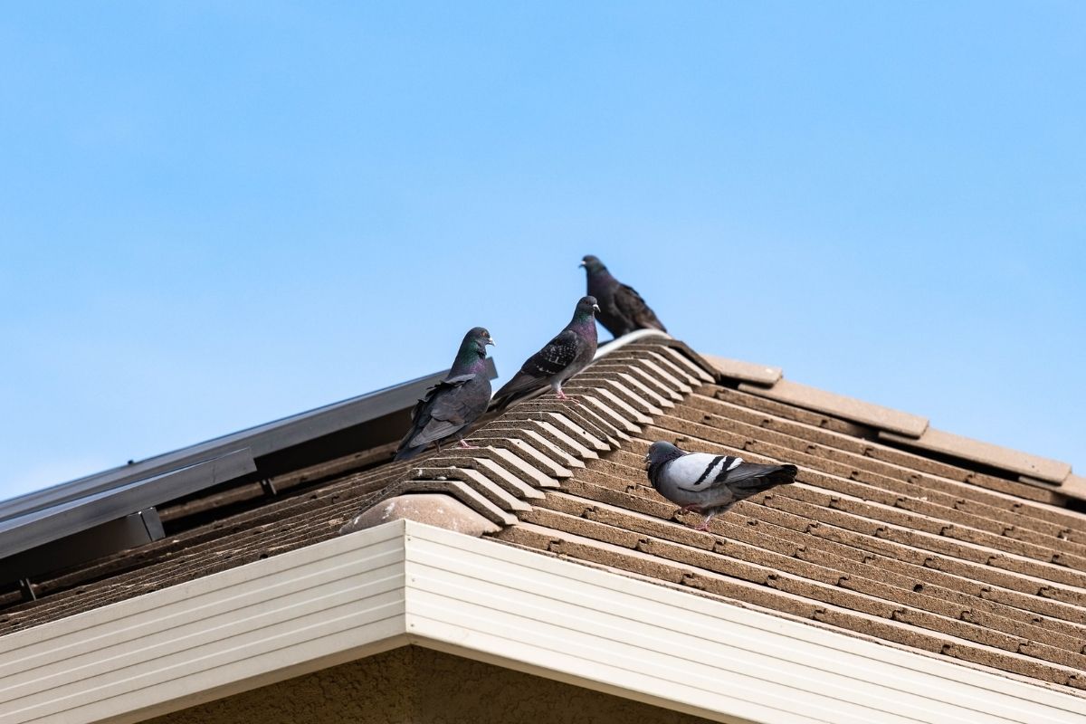 Como acabar com pombos no telhado (Reprodução Canva Pro)