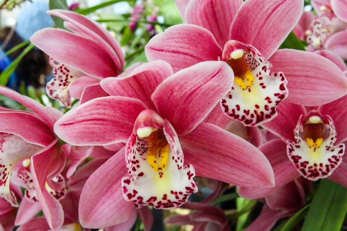 Como cuidar de orquídeas (Reprodução Canva Pro)