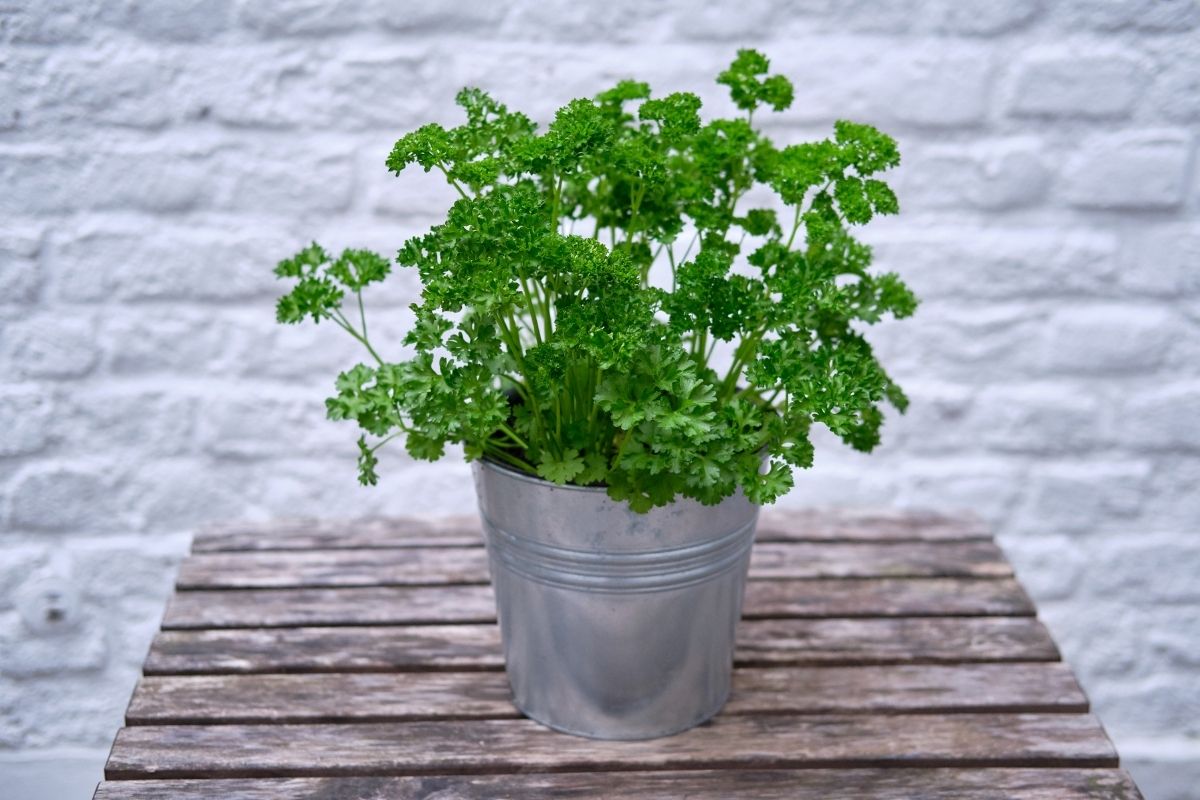 Como cultivar salsinha em vaso; veja dicas de como plantar e cuidar dessa erva aromática em casa (Reprodução Canva Pro)