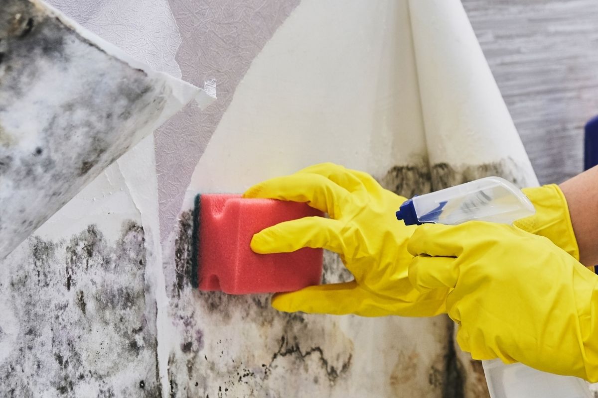 Paint cleaner. Очистка бетона от плесени в проекте. Mold Cleanup photo. Removing Mold from Internal Walls. Elimination of Mold at Home under the heating Battery, Clouse-up..