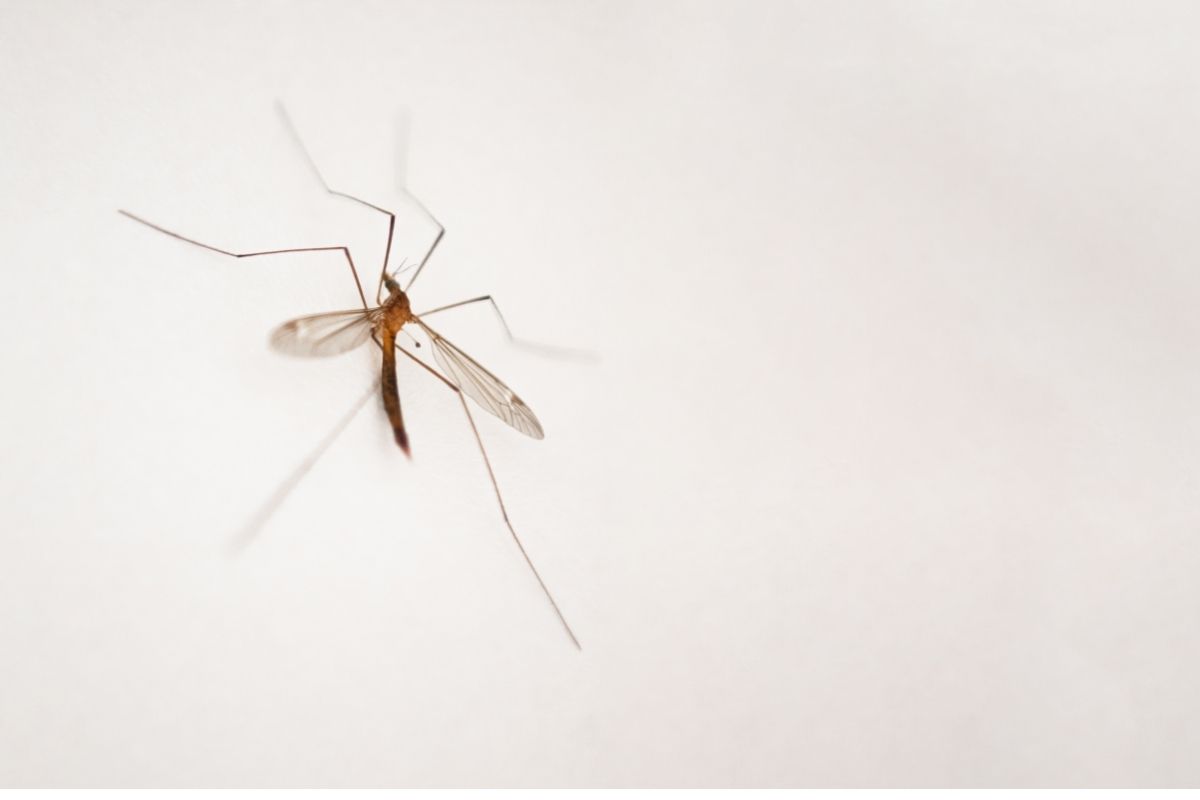 Como matar moscas com detergente - Reprodução Canva