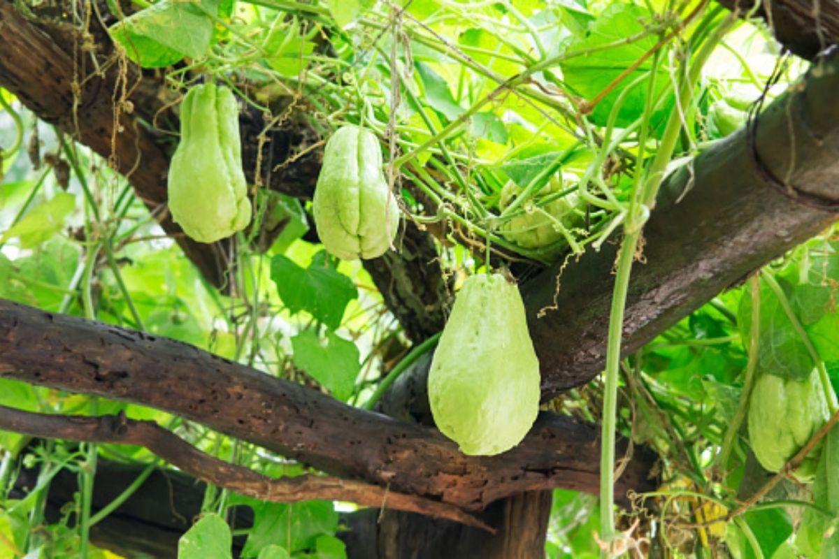 Como plantar chuchu; aprenda o jeito certo e tenha fartura desse legume em casa (Reprodução Pixabay)