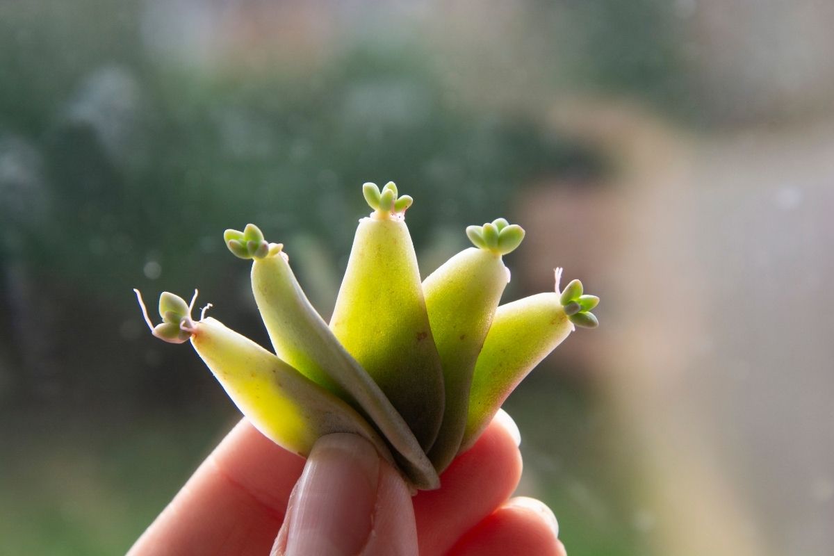 Como plantar suculentas pela folha: dicas e truques infalíveis para crescer bem e bonitas