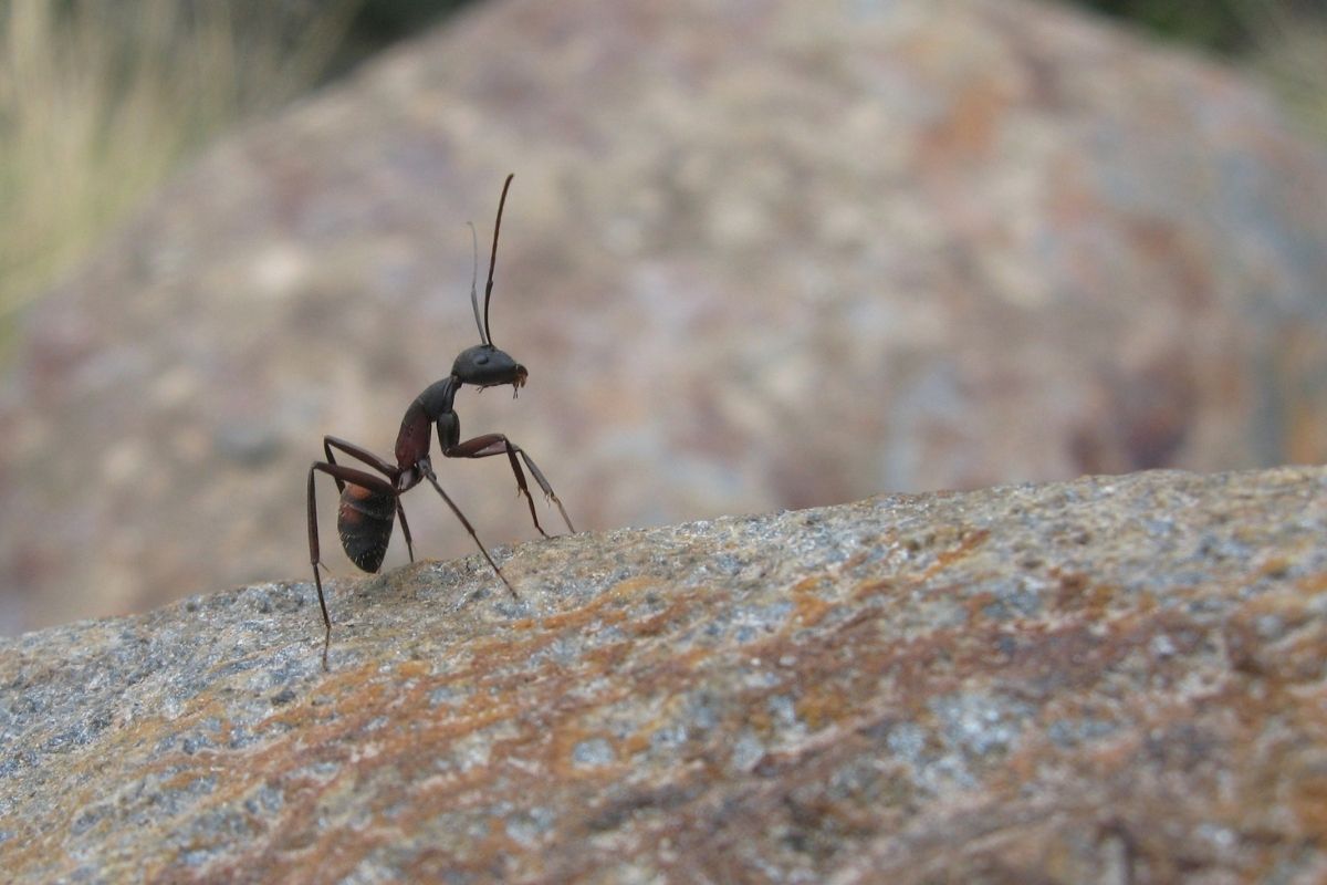Como afastar formigas, acabe com o sufoco com apenas algumas dicas caseiras (Foto: iStock)