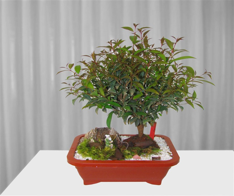 como cultivar um bonsai