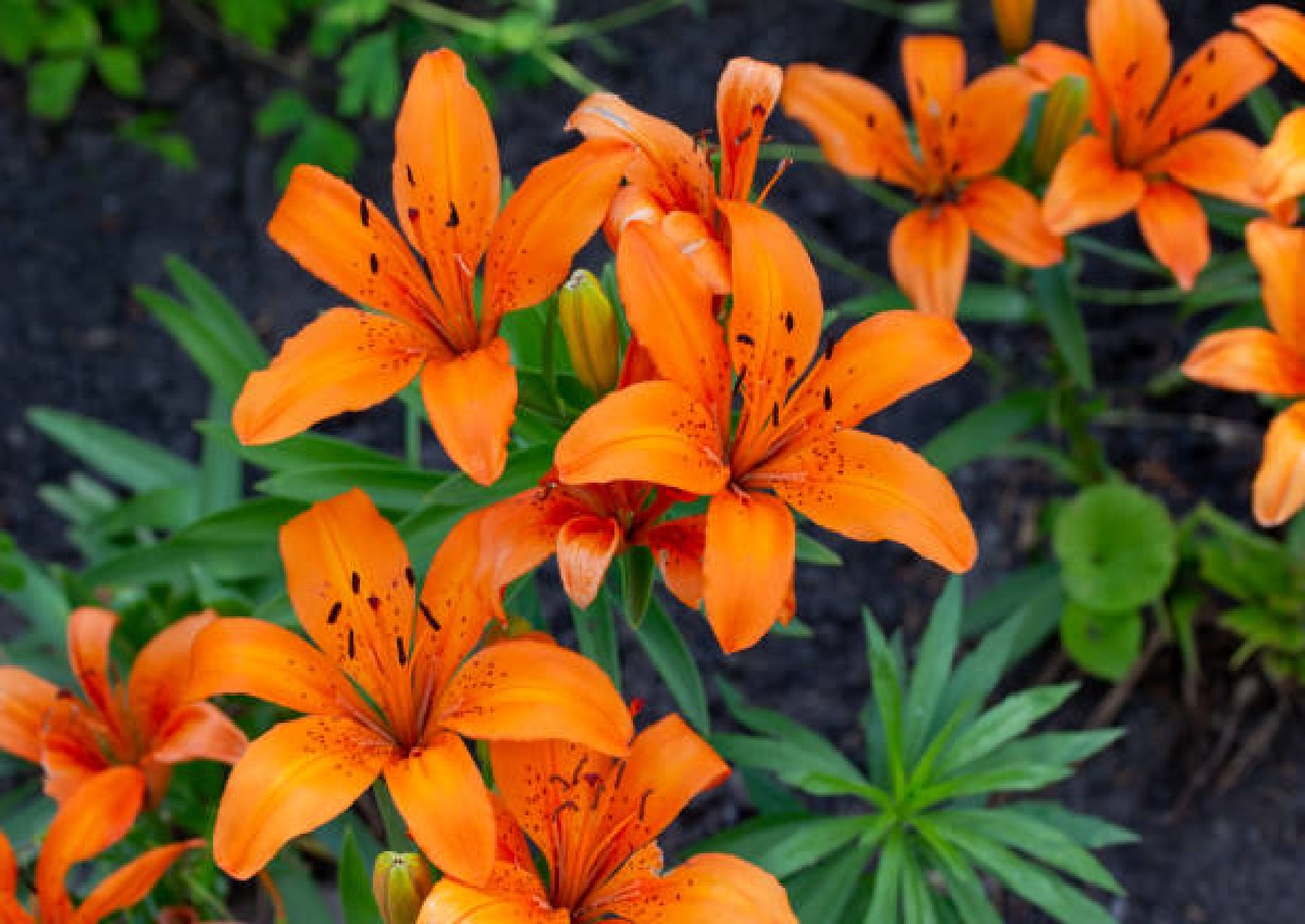 Como cuidar lírios: veja como proteger esta flor e não ter problemas com o seu jardim (Foto: iStock)
