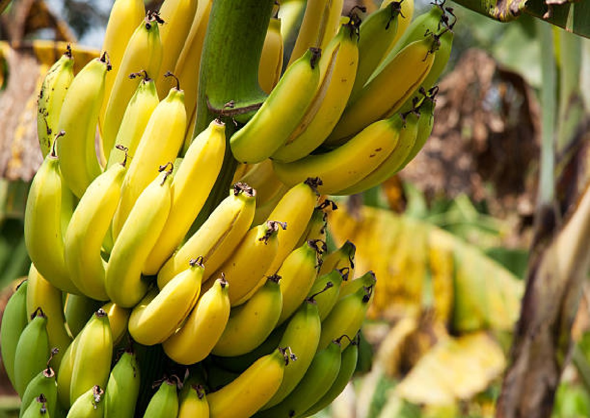Como conservar banana: melhor método e aumente a durabilidade da fruta (Foto: iStock)