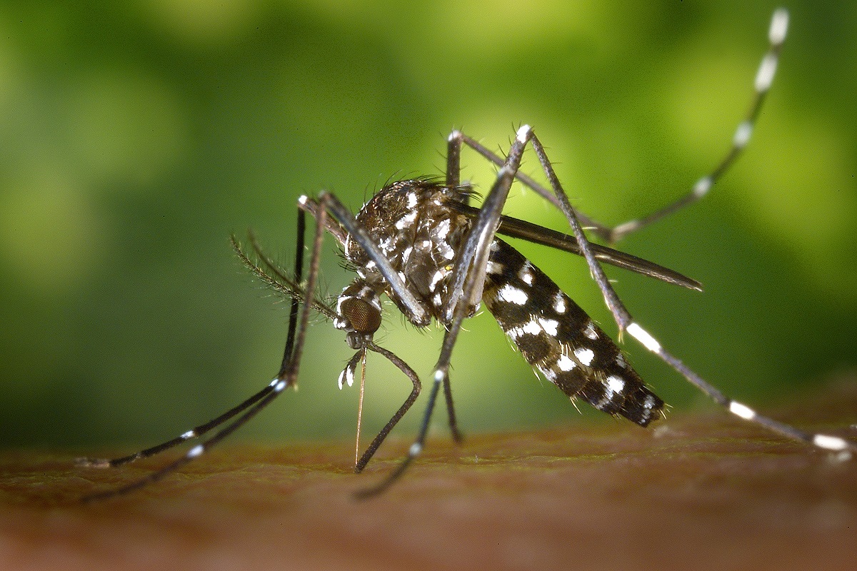Dengue: Rio confirma fim da epidemia nesta sexta (29). Foto: Pixabay
