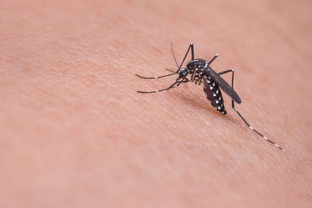 Brasil ultrapassa 2 milhões de casos de dengue em 2024. Fonte: Pixabay