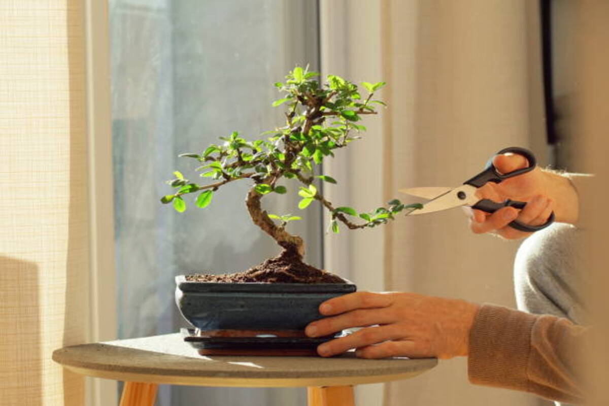 Como cultivar um bonsai