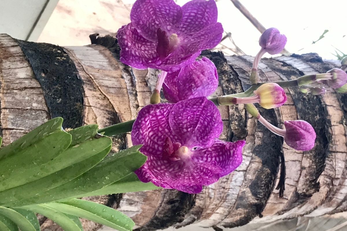 Plantar orquídeas em troncos secos