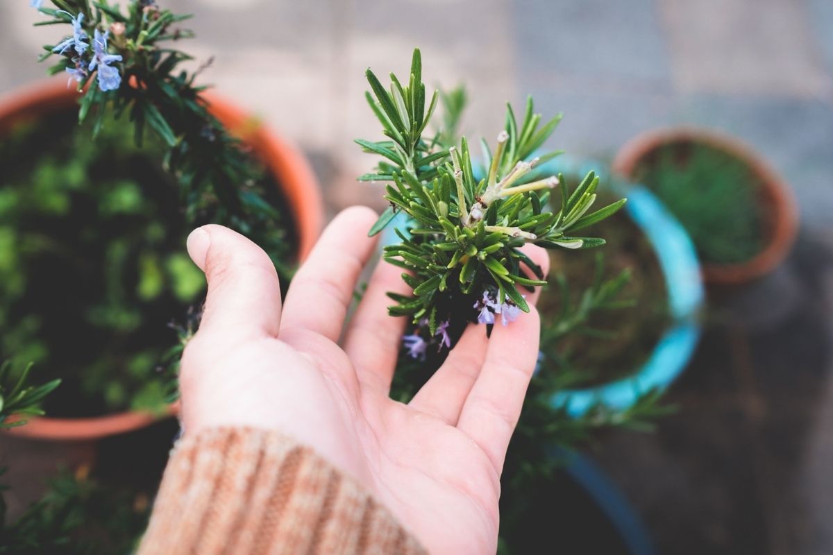 Pouco Espa O Saiba Como Cultivar Alecrim Em Apartamento De Maneira Simples E F Cil Casa Agro