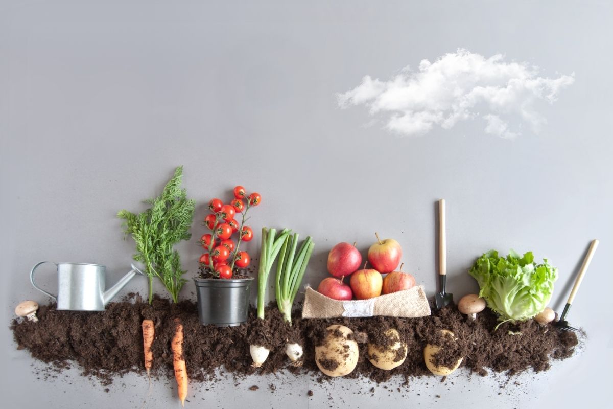 Legumes e verduras para cultivar (Reprodução Canva Pro)