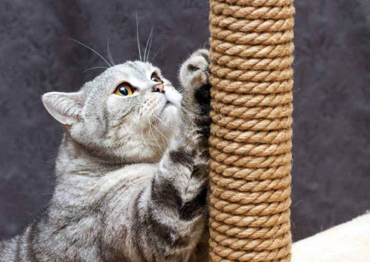 DIY: Arranhadores para gatos, distraia os bichanos e proteja os seus móveis (Foto: iStock)