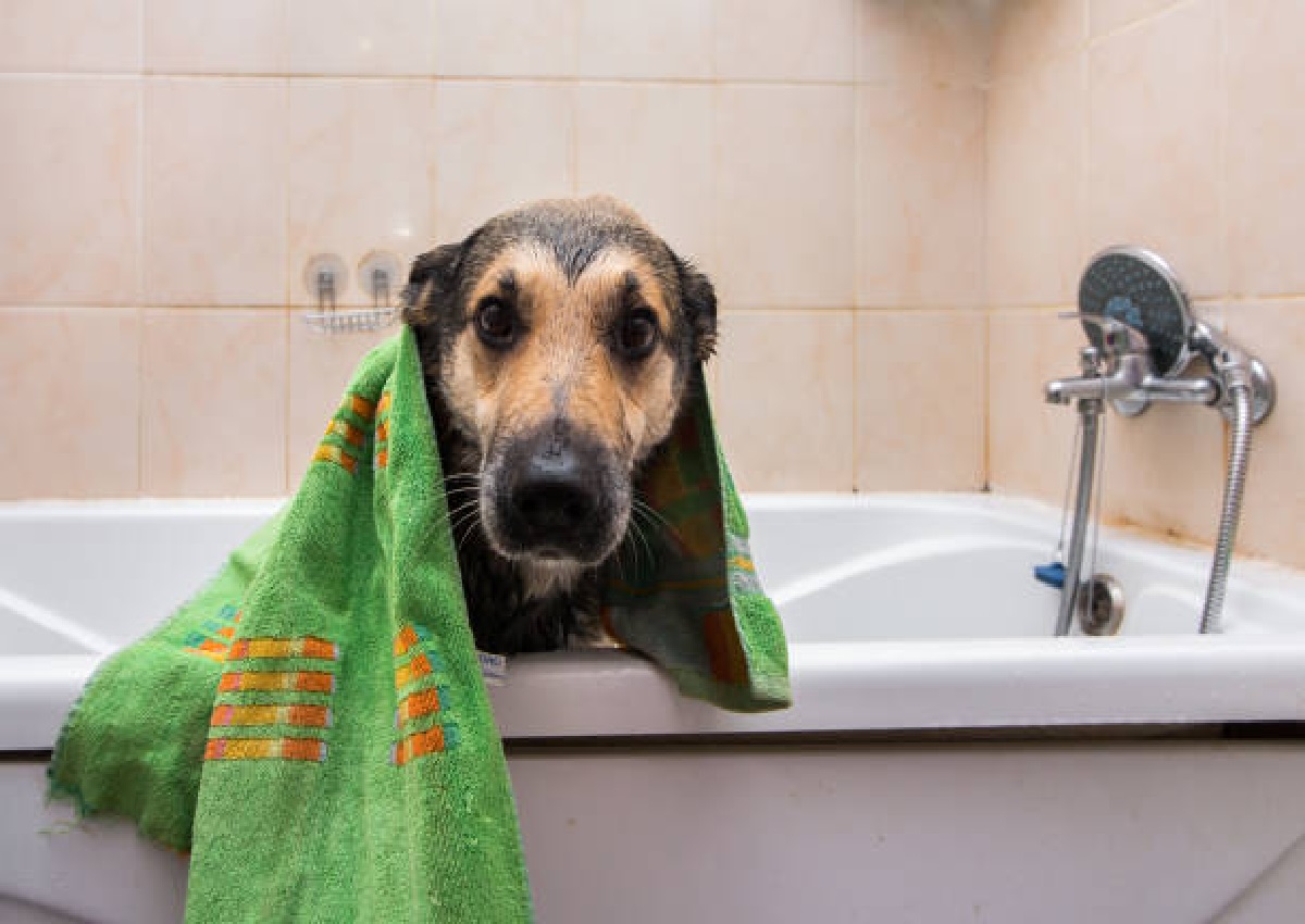 Misturinha caseira para tirar cheiro de cachorro da casa, veja algumas alternativas (Foto: iStock)