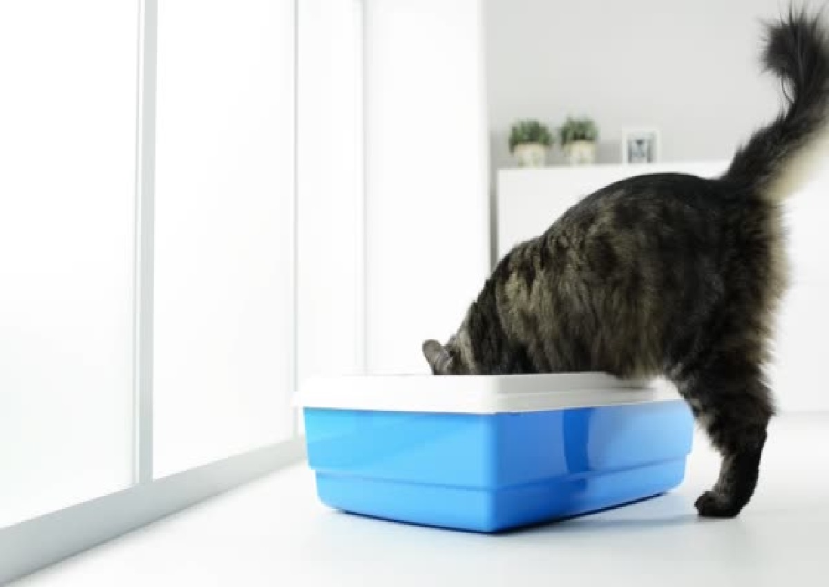 Como limpar caixa de areia de gato e com que frequência deve ser feito, aprenda mais (Foto: iStock)