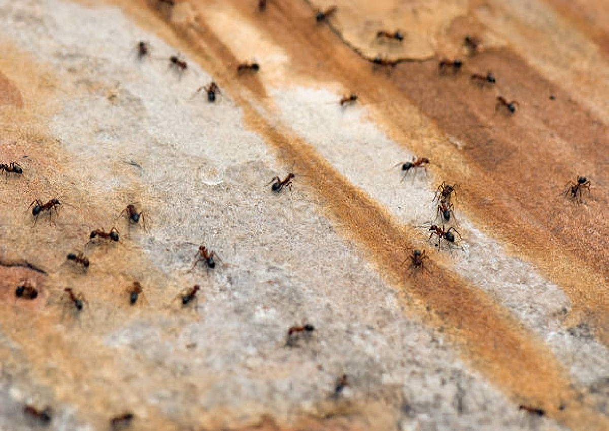 Como afastar formigas, acabe com o sufoco com apenas algumas (Foto: iStock)